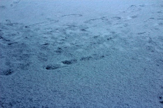 Gef&auml;hrlicher Leichtsinn auf Parkteich (Foto: Karl-Heinz Herrmann)