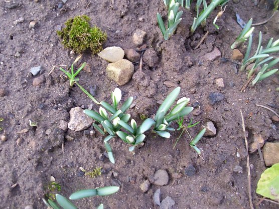 Hurra der Fr&uuml;hling ist da (Foto: Thomas Leipold)