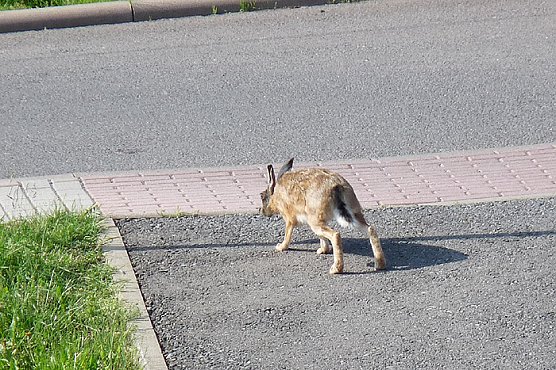 Meister Lampe (Foto: Karl-Heinz Herrmann) Meister Lampe (Foto: Karl-Heinz Herrmann)