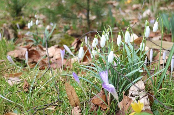Vorfr&uuml;hling seit Dezember - die Wetterlage aus Pflanzensicht (Foto: Angelo Glashagel)