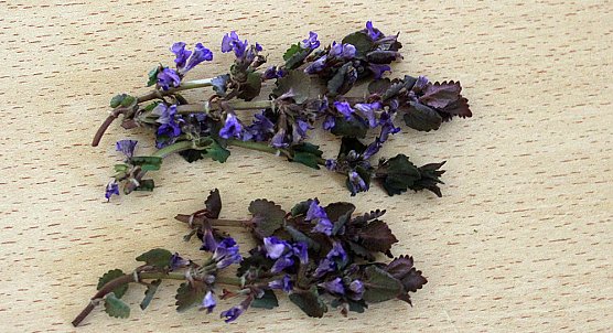 Brennnessel: K&ouml;nigin der Kr&auml;uter (Foto: Karl-Heinz Herrmann)