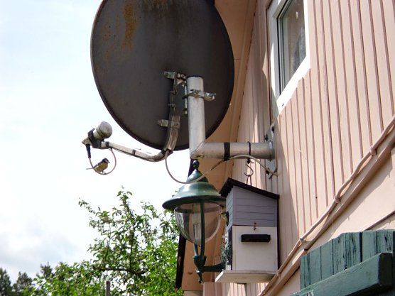 Auch das Luxus Apartment ist nun mit Meisen belegt (Foto: Thomas Leipold)