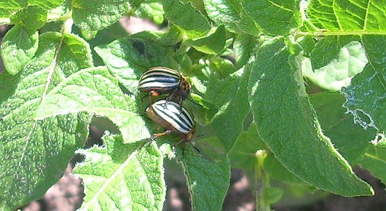 Kartoffelk&auml;fer (Foto: Karl-Heinz Herrmann)