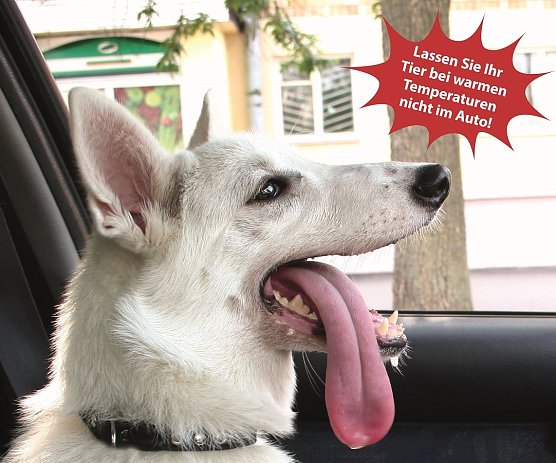Tiere und Hitze (Foto: Deutscher Tierschutzbund)
