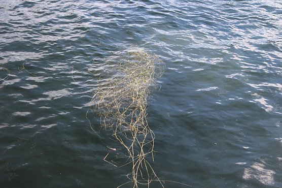 Grasmahd im Bebraer Teich (Foto: Karl-Heinz Herrmann)
