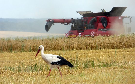 Bequemer auf Nahrungssuche (Foto: Dirk Schwarze)