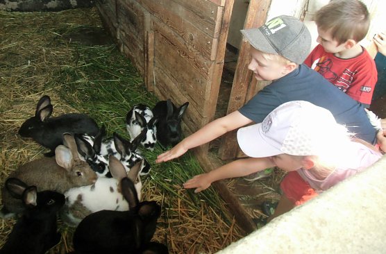 Bauernhoftiere hautnah (Foto: Kindervilla Bad Frankenhausen)