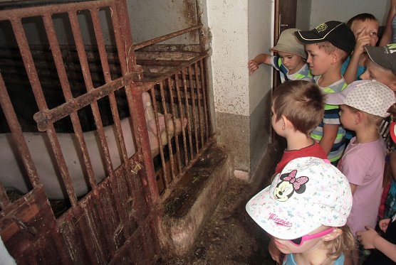 Bauernhoftiere hautnah (Foto: Kindervilla Bad Frankenhausen)