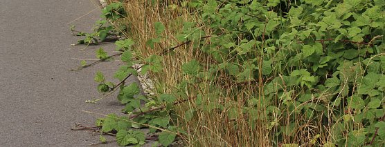 Pflegegemeinschaft Radweg bilden (Foto: Karl-Heinz Herrmann)