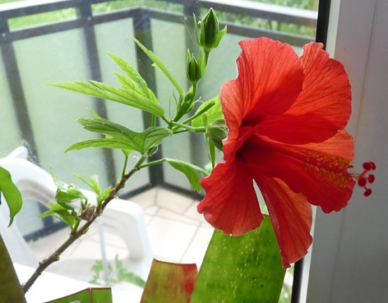 Hibiskus (Foto: Karl-Heinz Herrmann)