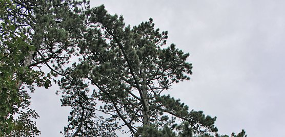 "Südländische Bäume im Possenwald" (Foto: Karl-Heinz Herrmann) "Südländische Bäume im Possenwald" (Foto: Karl-Heinz Herrmann)