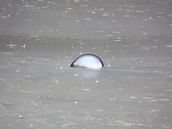Sanierung Parkteich (Foto: Karl-Heinz Herrmann)