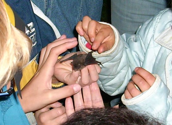Fledermaus (Foto: Karl-Heinz Herrmann)