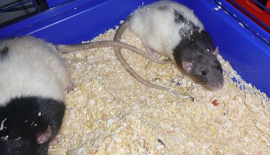 Stan und Olli (Foto: B. Hellrung)