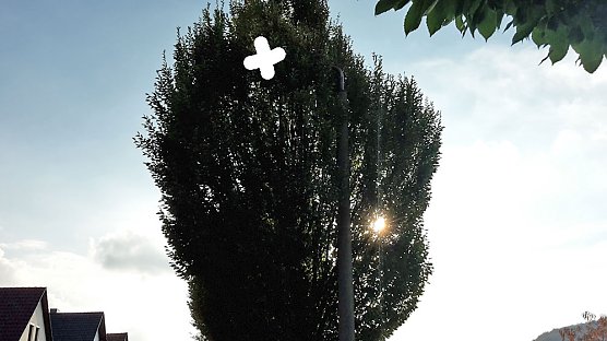 Laubfall erwünscht? (Foto: Privat) Laubfall erwünscht? (Foto: Privat)