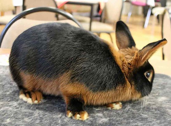 Rassenkaninchenschau in Gro&szlig;furra (Foto: Karl-Heinz Herrmann)