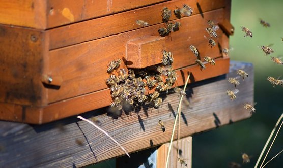 Hier summt es herrlich (Foto: privat)