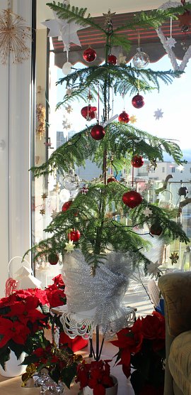 Der ökologischen Weihnachtsbaum (Foto: Karl-Heinz Herrmann) Der ökologischen Weihnachtsbaum (Foto: Karl-Heinz Herrmann)