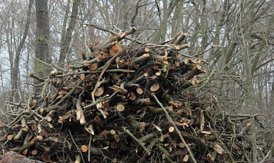 Holzernte in Seega (Foto: Karl-Heinz Herrmann)