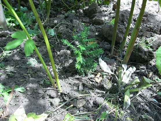 B&auml;ume im Garten (Foto: Karl-Heinz Herrmann)
