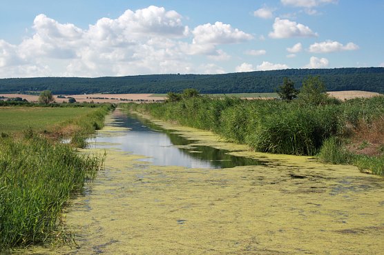 Vogelschutzgebiet Esperstedter Ried (Foto: Regionalmuseum Bad Frankenhausen)