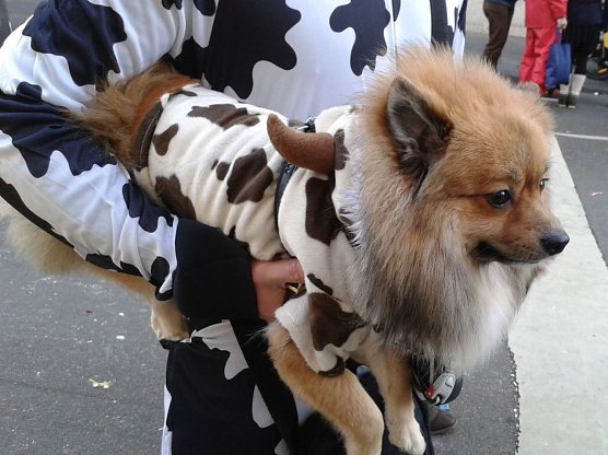 Auf eine Kost&uuml;mierung des eigenen Vierbeiners sollte man aus Tierschutzsicht besser verzichten. (Foto: Deutscher Tierschutzbund e.V.)