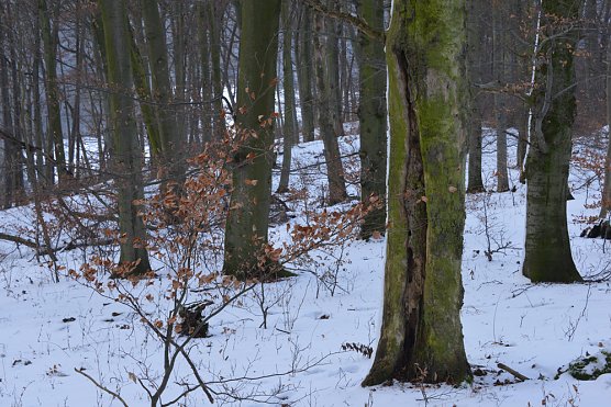 Breite Unterstützung für Waldwildnis am Possen (Foto: Thomas Stephan) Breite Unterstützung für Waldwildnis am Possen (Foto: Thomas Stephan)
