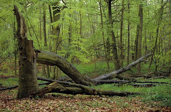 Rotbuchenwald (Foto: Leo/fokus-natur.de)