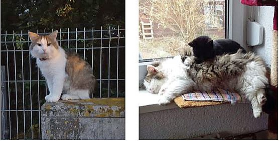 Unser Vereins-Kater "Wuschel" ist verschwunden! (Foto: privat)