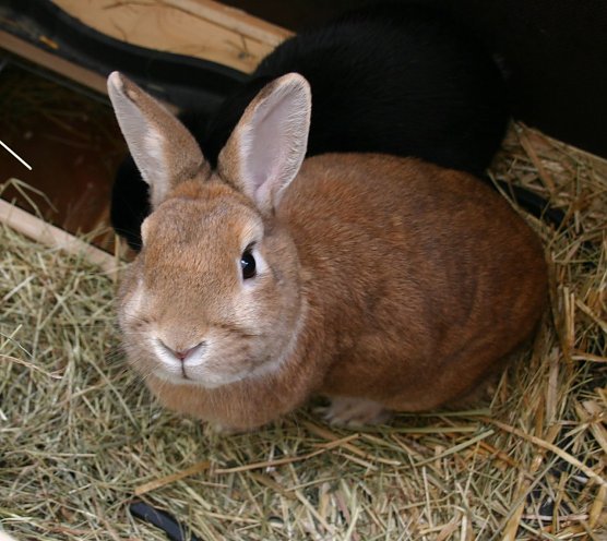 Weder auf dem Teller, noch als Geschenk (Foto: Tierschutzbund)