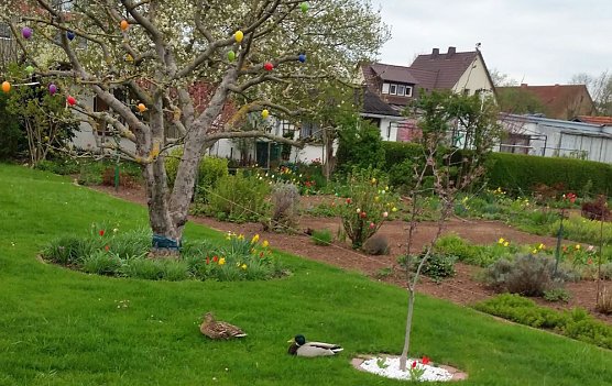 Ob Enten auch Ostereier Br&auml;uche pflegen? (Foto: Thomas Leipold)