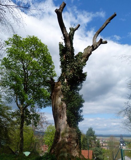 Waldspaziergang (Foto: Familie Schmidt)