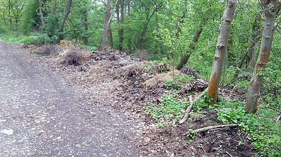 Waldwildnis falsch verstanden (Foto: Karl-Heinz Herrmann)