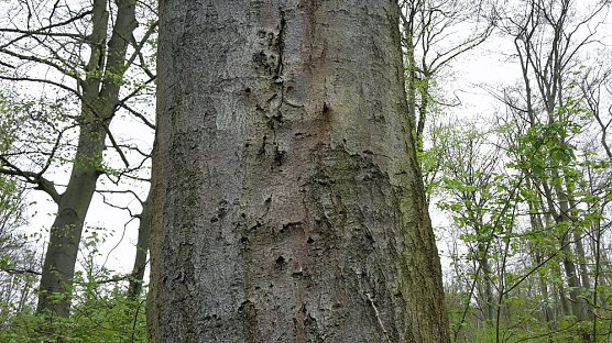 Waldwildnis falsch verstanden (Foto: Karl-Heinz Herrmann)