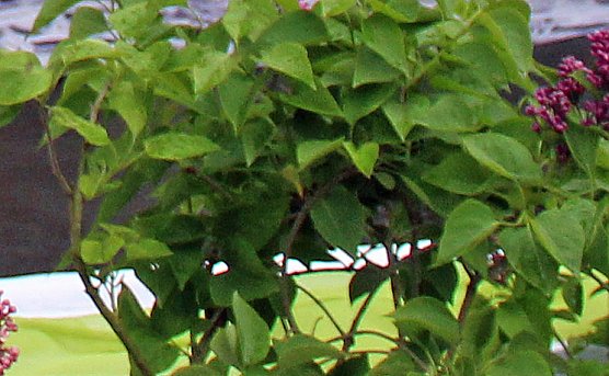 Fliederz&uuml;chtung nach Bad Frankenhausen benannt (Foto: Karl-Heinz Herrmann)