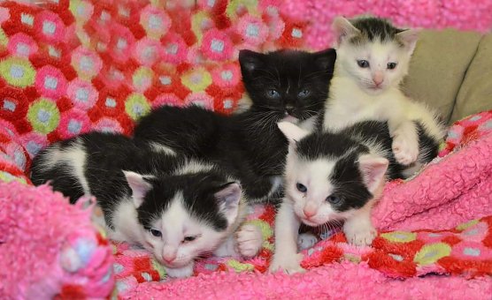 Die Kitten warten auf ein neues Zuhause (Foto: Tierheim Nordhausen)