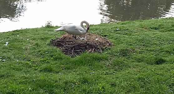 In die Kinderstube geschaut (Foto: Karl-Heinz Herrmann)