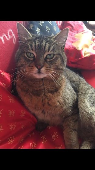 Kater vermisst! (Foto: Privat)