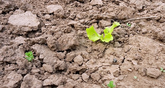 Zum Schmunzeln oder Kleing&auml;rtner in N&ouml;ten? (Foto: Privat)