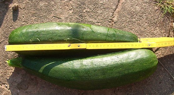 Zucchini (Foto: Karl-Heinz Herrmann)