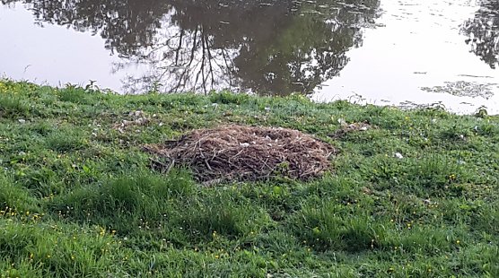 War es der Fuchs? (Foto: Karl-Heinz Herrmann)