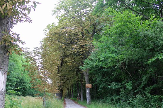 Ja ist denn schon Herbst? (Foto: Karl-Heinz Herrmann) Ja ist denn schon Herbst? (Foto: Karl-Heinz Herrmann)