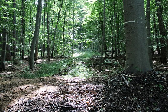 Waldbegehung mit Siegesmund und Kieling (Foto: Karl-Heinz Herrmann)