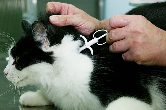 Katze wird gechipt (Foto: Volker Dornberger   )