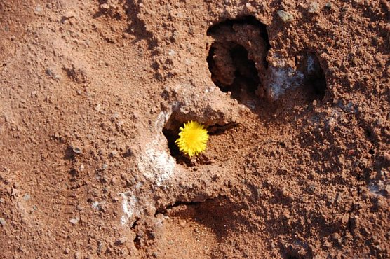 Tag des Geotops Kalihalde Sondershausen (Foto: Ralph Haase)