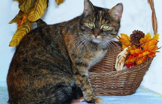 Frieda (Foto: Tierheim Nordhausen)