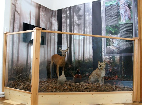 Der Luchs ist zurück! (Foto: Regionalmuseum Bad Frankenhausen) Der Luchs ist zurück! (Foto: Regionalmuseum Bad Frankenhausen)