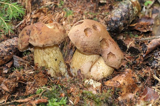 Pilze (Foto: Steffi Rohland)