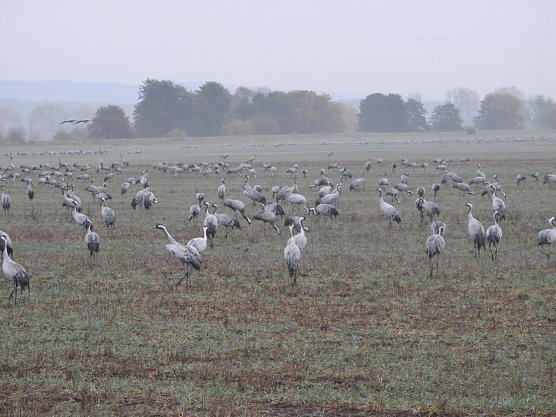 Zweite Ablenkf&uuml;tterung hat begonnen (Foto: Herbert Buchholz)