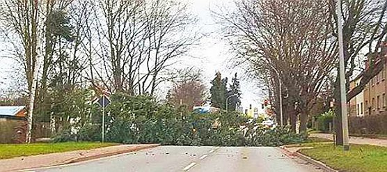 Baum (Foto: Radio Artern)